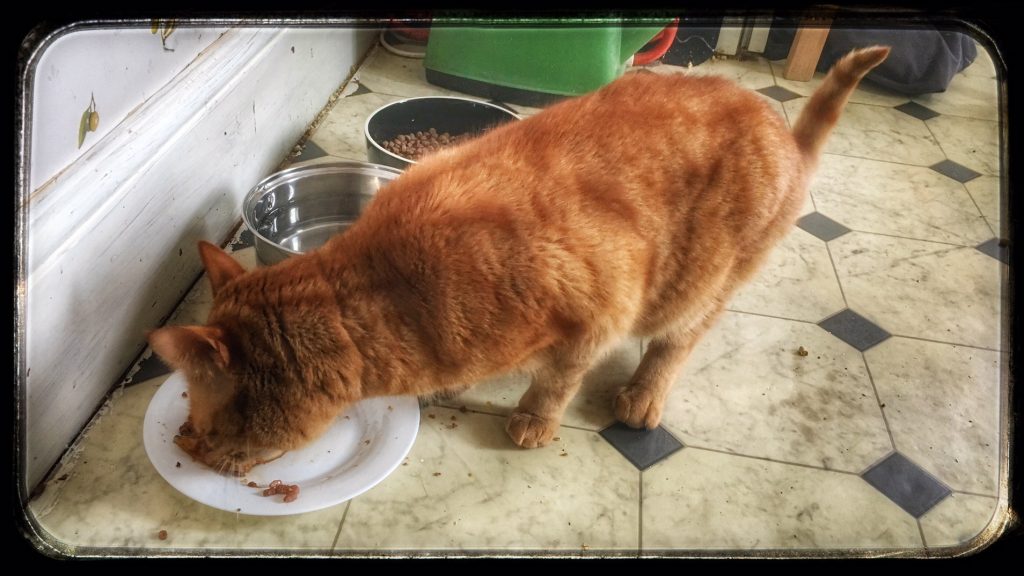 Photo of ginger cat eating