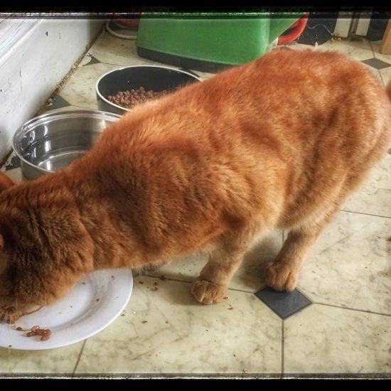 Photo of ginger cat eating