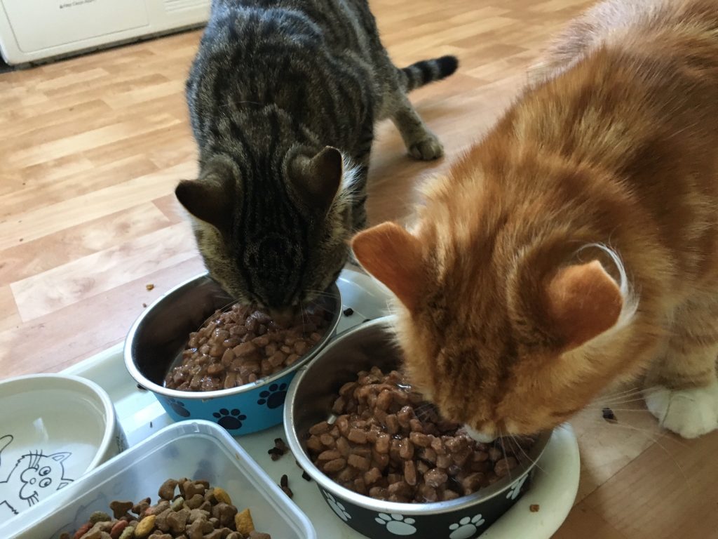 photo of two cats eating food