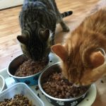 photo of two cats eating food