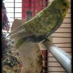 Photo of a budgie