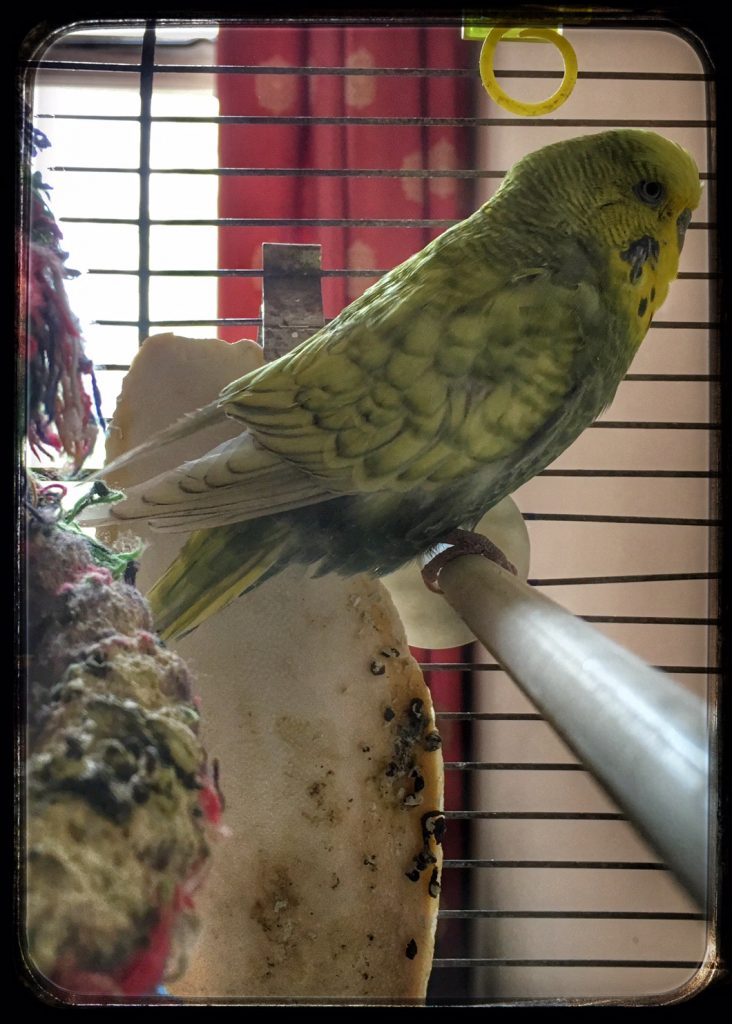 Photo of a budgie