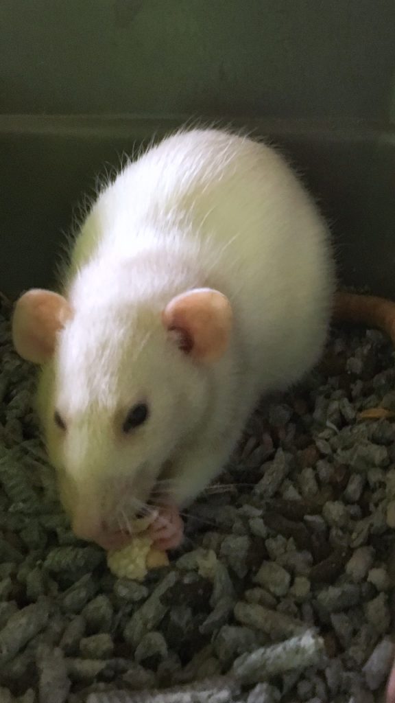 Photo of a white rat