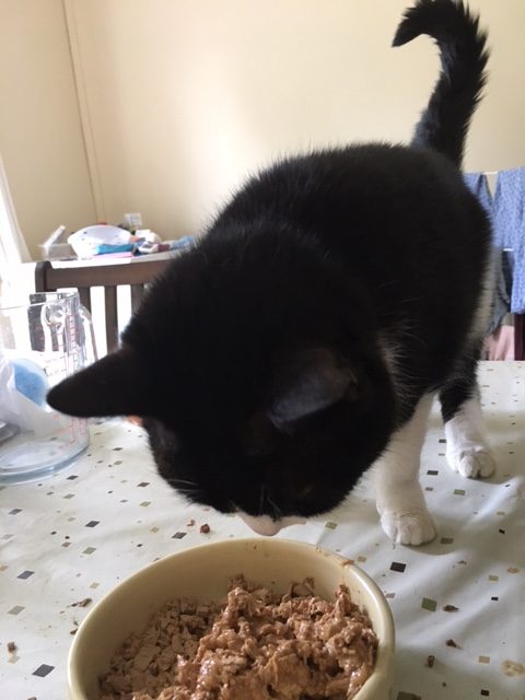 tuxedo cat eating food