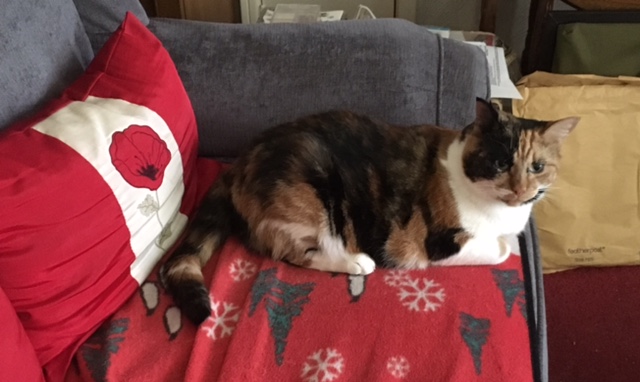 calico cat sleeping on sofa