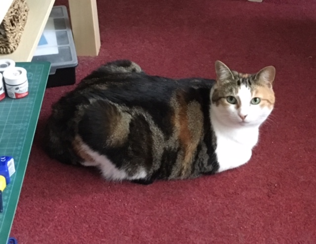 calico cat sleeping on carpet