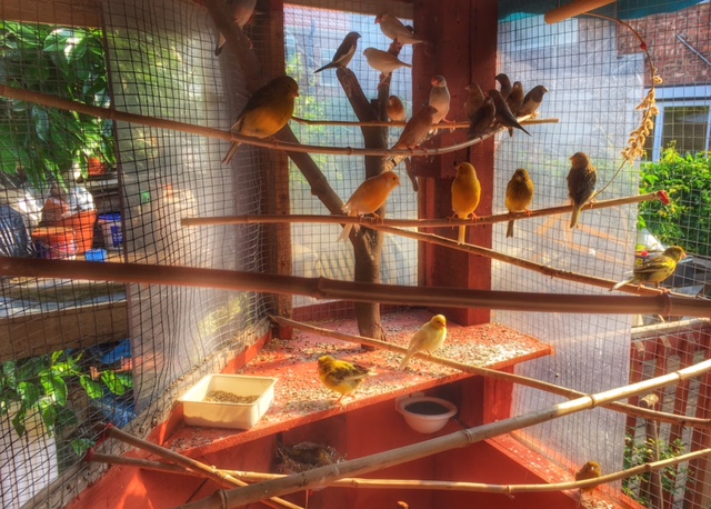 photo of aviary