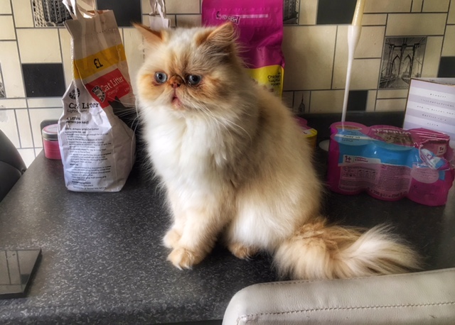Burmese cat sat on kitchen table