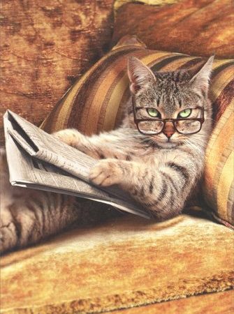 Cat reading newspaper