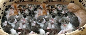 A basket of kittens