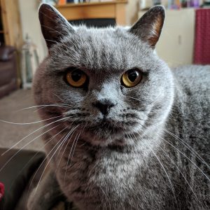 blue British Shorthair cat looking at camera