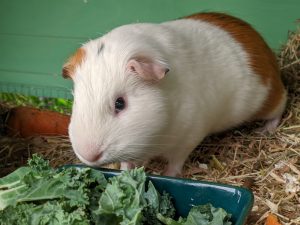 White guinea pig eating kale