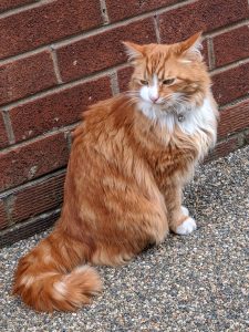 Ginger and White long haired cat sat next to brick wall