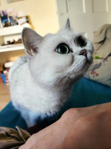 White cat with big eyes looking at person