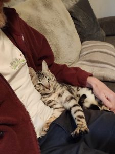 Begal cat relaxing on lap