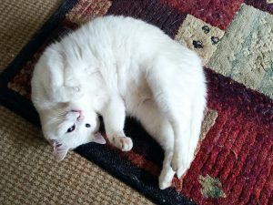 White cat rolling on rug