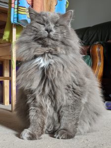 Fluffy blue cat with eyes closed